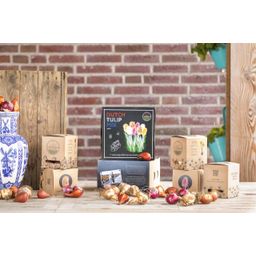Flowerbulbs amsterdam Dutch Tulip Mix - Luxe box medium, 40 bloembollen voor 1 m2 bloemenpracht - Maat 12+ (8720938490163)