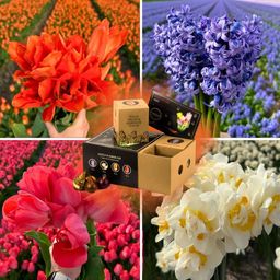 Flowerbulbs amsterdam Dutch Flower Mix - Luxe box medium, 40 bloembollen voor 1 m2 bloemenpracht - Maat 12+ (8720938490170)