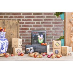Flowerbulbs amsterdam Dutch Flower Mix - Luxe box medium, 40 bloembollen voor 1 m2 bloemenpracht - Maat 12+ (8720938490170)