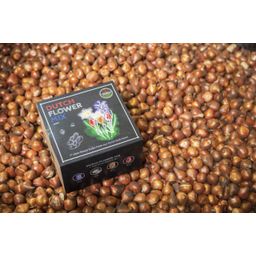 Flowerbulbs amsterdam Dutch Flower Mix - Luxe box medium, 40 bloembollen voor 1 m2 bloemenpracht - Maat 12+ (8720938490170)