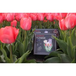 Flowerbulbs amsterdam Dutch Flower Mix - Luxe box medium, 40 bloembollen voor 1 m2 bloemenpracht - Maat 12+ (8720938490170)