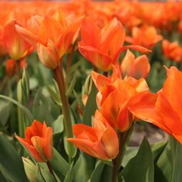 Flowerbulbs amsterdam Dutch Flower Mix - Luxe box large, 75 bloembollen voor 2 m2 bloemenpracht - Maat 12+ (8720938490194)