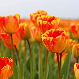 Flowerbulbs amsterdam Dutch Flower Mix - Luxe box large, 75 bloembollen voor 2 m2 bloemenpracht - Maat 12+ (8720938490194)