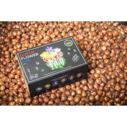 Flowerbulbs amsterdam Dutch Flower Mix - Luxe box large, 75 bloembollen voor 2 m2 bloemenpracht - Maat 12+ (8720938490194)