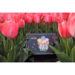 Flowerbulbs amsterdam Dutch Flower Mix - Luxe box large, 75 bloembollen voor 2 m2 bloemenpracht - Maat 12+ (8720938490194)