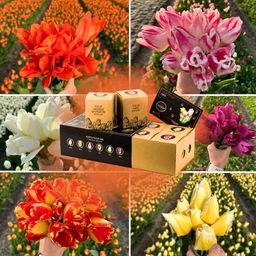 Flowerbulbs amsterdam Dutch Tulip Mix - Luxe box large, 90 bloembollen voor 2,5 m2 bloemenpracht - Maat 12+ (8720938490187)