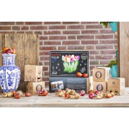 Flowerbulbs amsterdam Dutch Tulip Mix - Luxe box large, 90 bloembollen voor 2,5 m2 bloemenpracht - Maat 12+ (8720938490187)