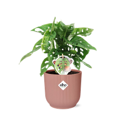 Monstera ‘Monkey Leaf’ in ELHO Vibes Fold 14cm roze (21728)