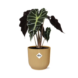 Alocasia ‘Polly’ in ELHO Vibes Fold 14cm geel (21703)