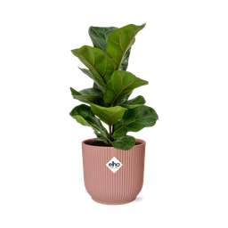 Ficus Lyrata ‘Bambino’ in ELHO Vibes Fold 14cm roze (21734)