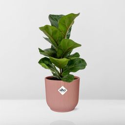 Ficus Lyrata ‘Bambino’ in ELHO Vibes Fold 14cm roze (21734)
