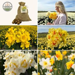 Flowerbulbs amsterdam Medium Narcissus Mix - Duurzame voordeelzak, 50 bloembollen voor 1 m2 bloemenpracht - Maat 12/14 (8720938490873)
