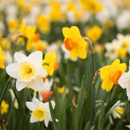 Flowerbulbs amsterdam Medium Narcissus Mix - Duurzame voordeelzak, 50 bloembollen voor 1 m2 bloemenpracht - Maat 12/14 (8720938490873)