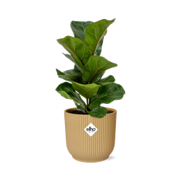 Ficus Lyrata ‘Bambino’ in ELHO Vibes Fold 14cm geel (21699)