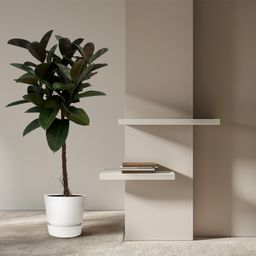 Ficus Elastica Robusta stam - 130 cm - Ø24cm (8721081685345)