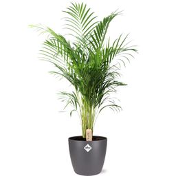 Dypsis Lutescens (Areca) - Pot Brussels D25x23cm - Antraciet (43267)