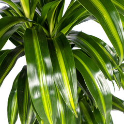 Dracaena Deremensis Hawaiian Sunshine Ø21cm - ↕90 (4250308312817)