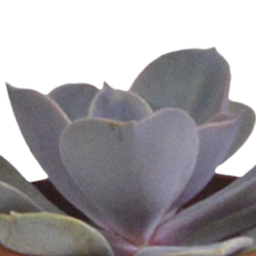 House of cactus Vetplanten mix 5.5 cm - 5x - in witte pot (8720618070111)