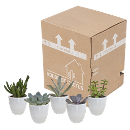 House of cactus Vetplanten mix 5.5 cm - 5x - in witte pot (8720618070111)