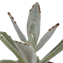 House of cactus Vetplanten mix 5.5 cm - 5x - in witte pot (8720618070111)