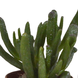 House of cactus Vetplanten mix 5.5 cm - 5x - in witte pot (8720618070111)