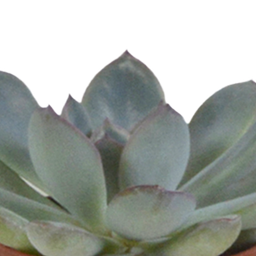 House of cactus Vetplanten mix 5.5 cm - 5x - in witte pot (8720618070111)