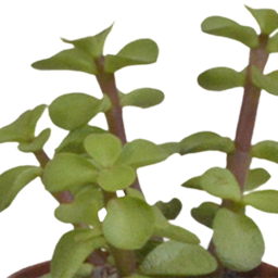 House of cactus Vetplanten mix 5.5 cm - 5x - in witte pot (8720618070111)