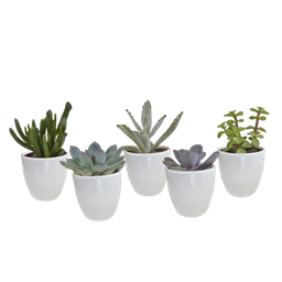 House of cactus Vetplanten mix 5.5 cm - 5x - in witte pot (8720618070111)