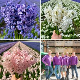Flowerbulbs amsterdam Hyacint Show Off - 30 bloembollen voor 1 m2 bloemenpracht - Maat 14/15 (8720938490279)