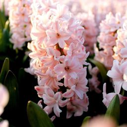 Flowerbulbs amsterdam Hyacint Show Off - 30 bloembollen voor 1 m2 bloemenpracht - Maat 14/15 (8720938490279)