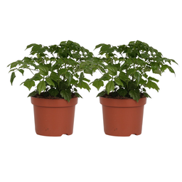 Rademachera Sinica - 2 stuks (25581)