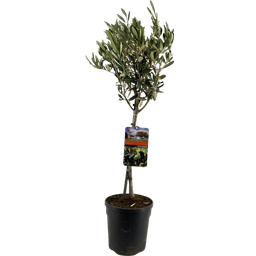 Olea Europaea "op Stam" (44065)