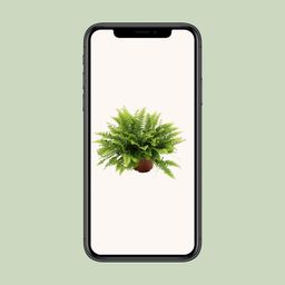Nephrolepis Boston Green Moment (25551)