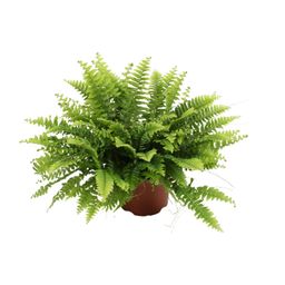 Nephrolepis Boston Green Moment (25551)