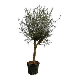 Olea Lorc - 200 cm - Ø45cm (8721081685581)