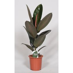 Ficus Elastica Abidjan (28970)