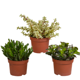 House of cactus Crassula mix 10,5 cm - 3x - zonder pot (8720387961450)