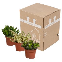 House of cactus Crassula mix 10,5 cm - 3x - zonder pot (8720387961450)
