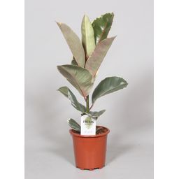 Ficus Elastica Tineke (28972)