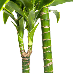 Dracaena Deremensis Dorado Ø24cm - ↕120 (4250308312701)