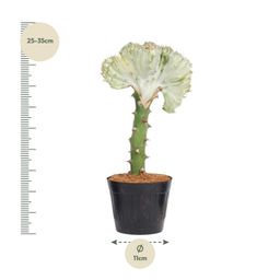 Euphorbia lactea Cristata wit - 30 cm - ø10,5 (8721081685017)