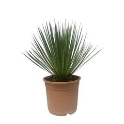Yucca Rostrata - 60 cm - ø24cm (34260)