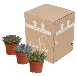 House of cactus Echeveria mix 10.5 cm - 3x - zonder pot (8720387961498)