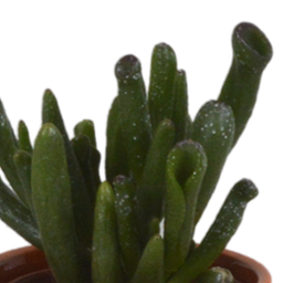 House of cactus Vetplanten mix 5.5 cm - 5x - in Mexicaanse pot (8720387961085)