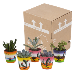 House of cactus Vetplanten mix 5.5 cm - 5x - in Mexicaanse pot (8720387961085)