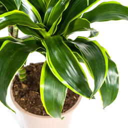 Dracaena Deremensis Dorado Ø21cm - ↕100 (4250308312695)