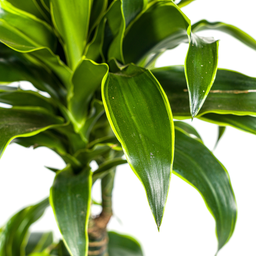 Dracaena Deremensis Dorado Ø21cm - ↕100 (4250308312695)