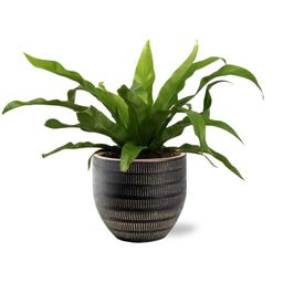 Asplenium Antiquum - Beau Pot D14x13cm - Zwart (40145)