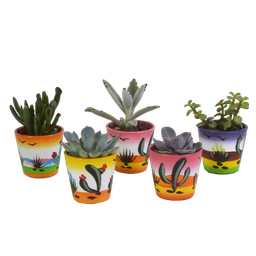 House of cactus Vetplanten mix 5.5 cm - 5x - in Mexicaanse pot (8720387961085)