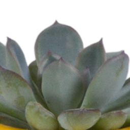 House of cactus Vetplanten mix 5.5 cm - 5x - in Mexicaanse pot (8720387961085)